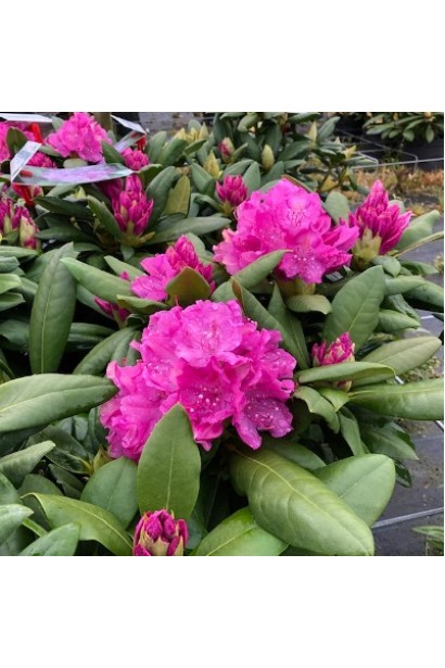 Рододендрон Розеум Елеганс